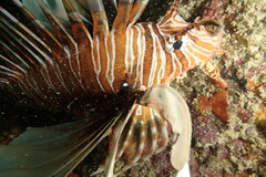 Pterois miles