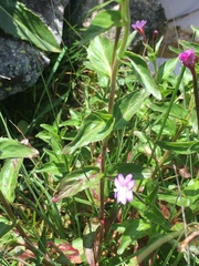 Epilobium algidum