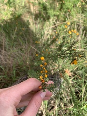 Pultenaea parviflora