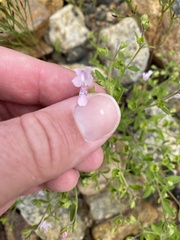 Trichostema dichotomum