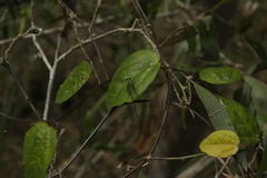 Austroargiolestes icteromelas