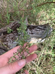 Pultenaea parviflora