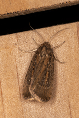Athetis tenuis