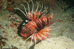 Pterois mombasae