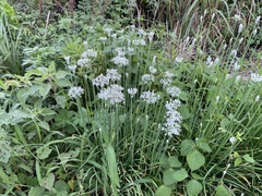 Allium tuberosum