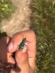 Cicindela desertorum