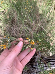 Pultenaea parviflora