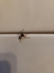 Trachelas tranquillus