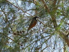 Pachycephala rufiventris