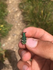 Cicindela desertorum