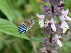 Zonamegilla
