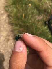 Cicindela desertorum