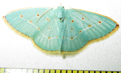 Comostolopsis stillata