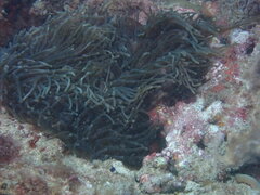 Heteractis magnifica