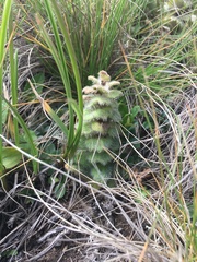 Ajuga orientalis