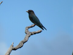 Eurystomus orientalis