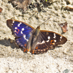 Apatura ilia