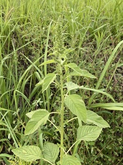 Amaranthus hybridus