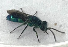 Chrysis ignita