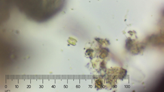 Scenedesmaceae