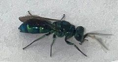 Chrysis ignita