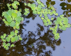 Pistia stratiotes