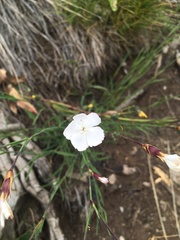 Dianthus cretaceus
