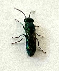 Chrysis ignita