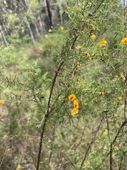 Dillwynia sieberi