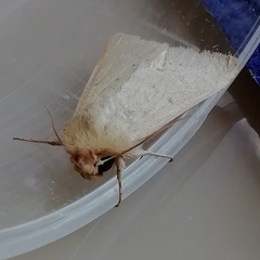 Hyphilare