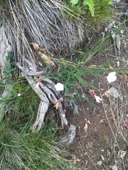 Dianthus cretaceus