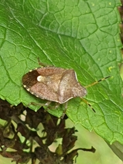 Peribalus strictus vernalis