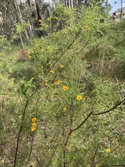 Dillwynia sieberi