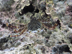 Grapsus tenuicrustatus