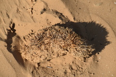 Hemiechinus auritus