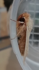 Hyphilare