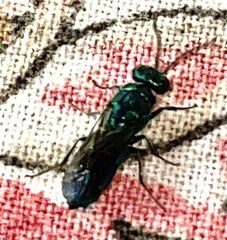 Chrysis ignita