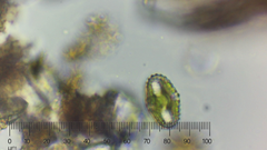 Cosmarium