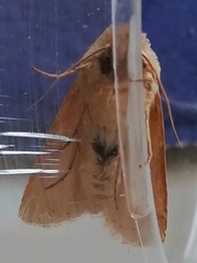 Hyphilare
