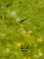 Microhyla