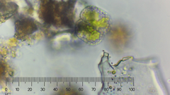 Cosmarium