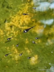 Microhyla