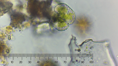 Cosmarium