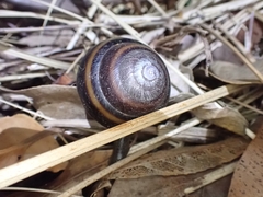 Thersites mitchellae