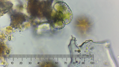 Cosmarium