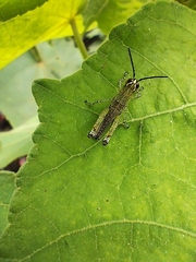 Xenocatantops humilis