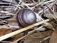 Thersites mitchellae