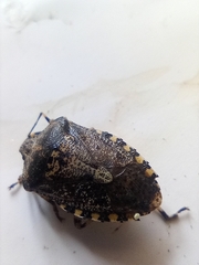 Rhaphigaster nebulosa