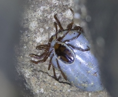 Ixodes vespertilionis