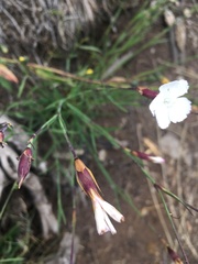 Dianthus cretaceus